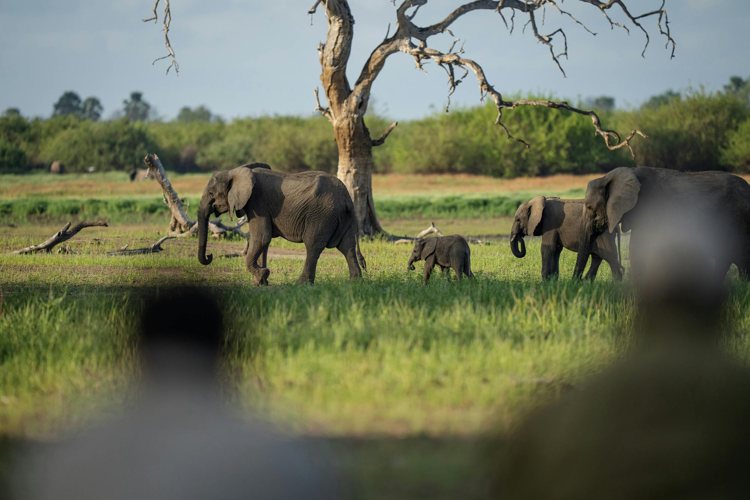 Selous / Nyerere National Park