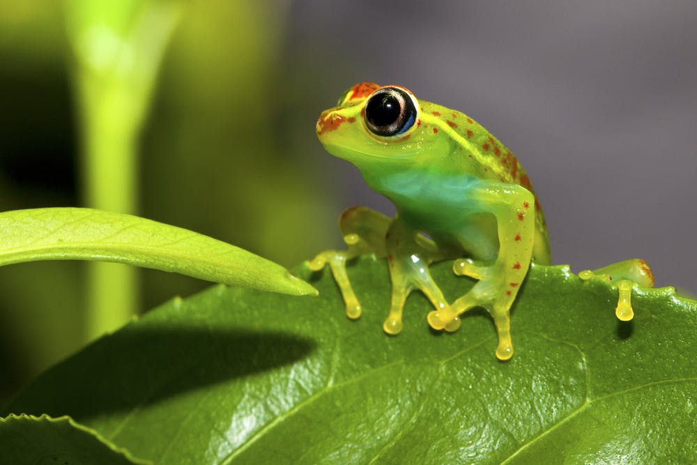 | 17 October 2025 | Palmarium Reserve - Antananarivo