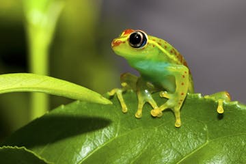 | 17 October 2025 | Palmarium Reserve - Antananarivo