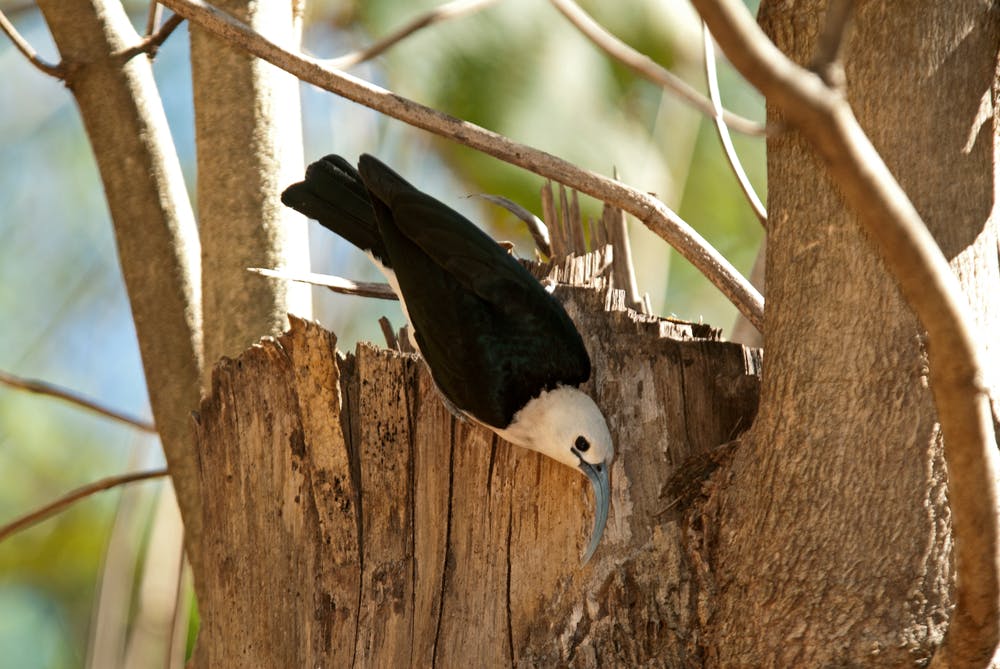 Kirindy Mitea National Park 