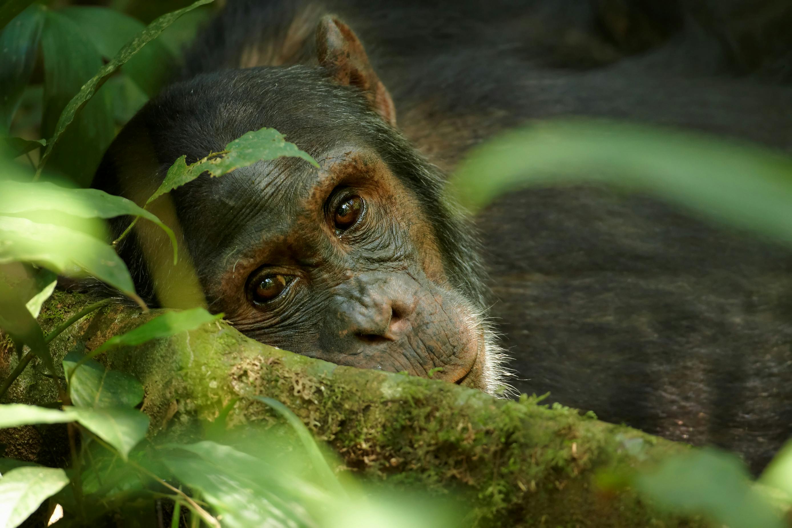 | Kibale Forest National Park