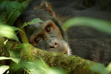 | Kibale Forest National Park