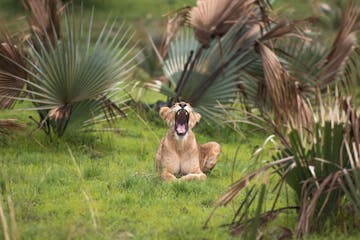 | Kibale Forest - Murchison Falls National Park