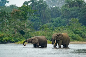 Brazzaville - Odzala- Kokoua  National Park (flight)