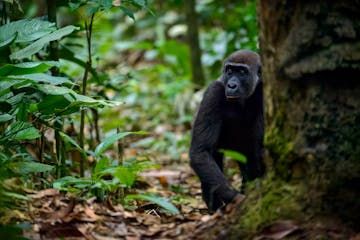 Introducing the Lowland Gorillas of Odzala