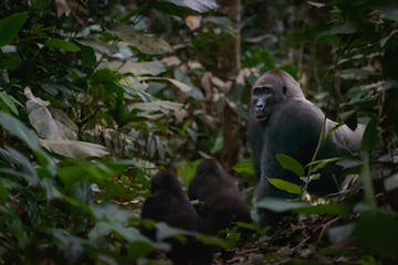 Third Lowland Gorilla tracking excursion, and more