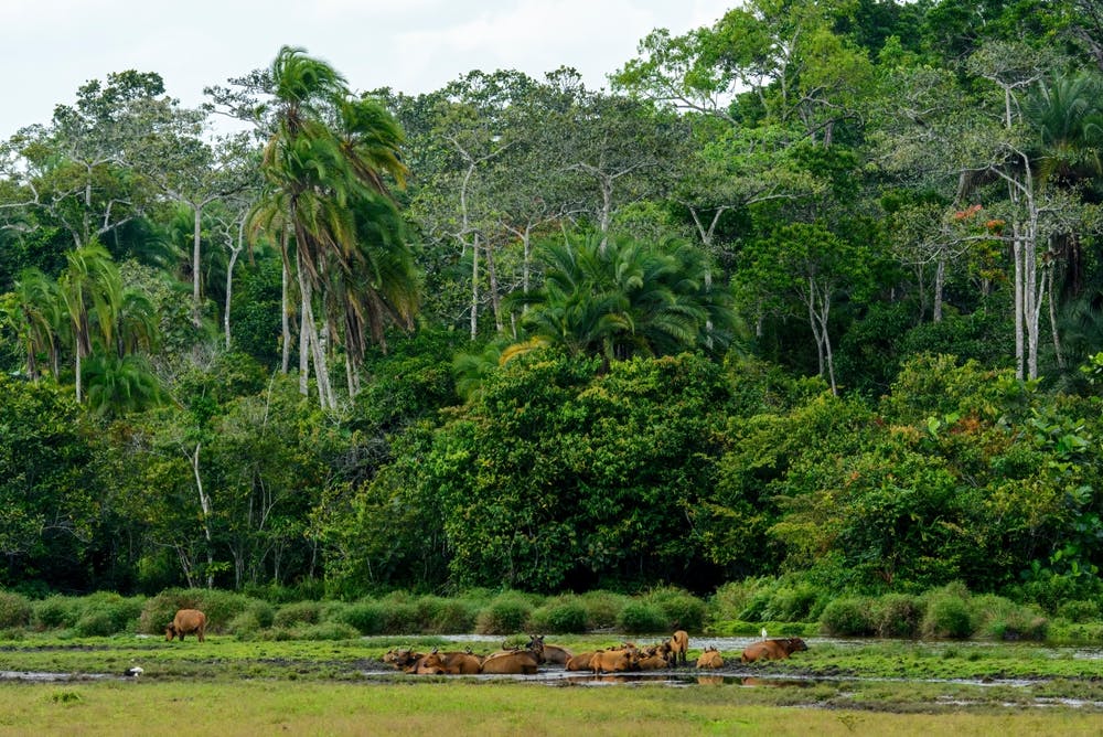 Odzala - Brazzaville - Kigali (flights)