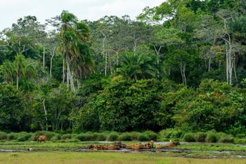 Odzala - Brazzaville - Kigali (flights)