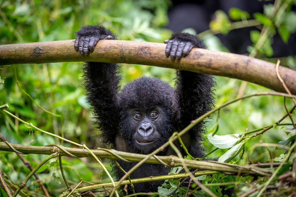 Gorilla tracking in Bwindi