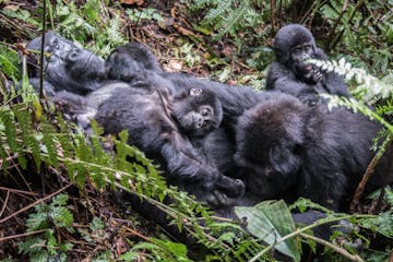 Second Mountain Gorilla excursion in Bwindi