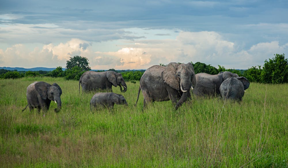 What’s the Green Season? Complete Low Season Safari Guide