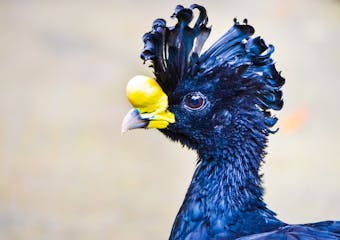 Atta Rainforest Lodge