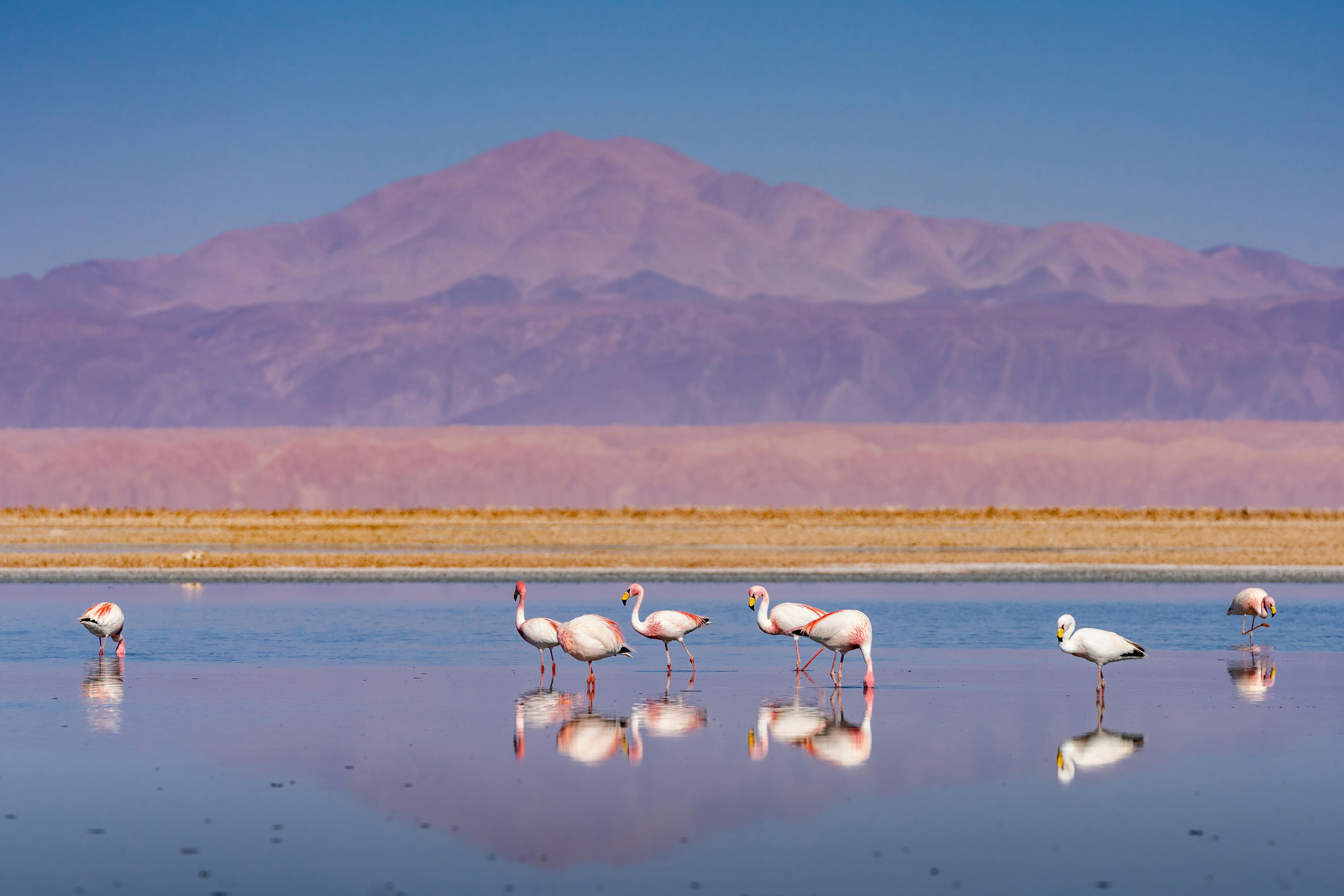 | San Pedro de Atacama to Sud Lípez, Bolivia