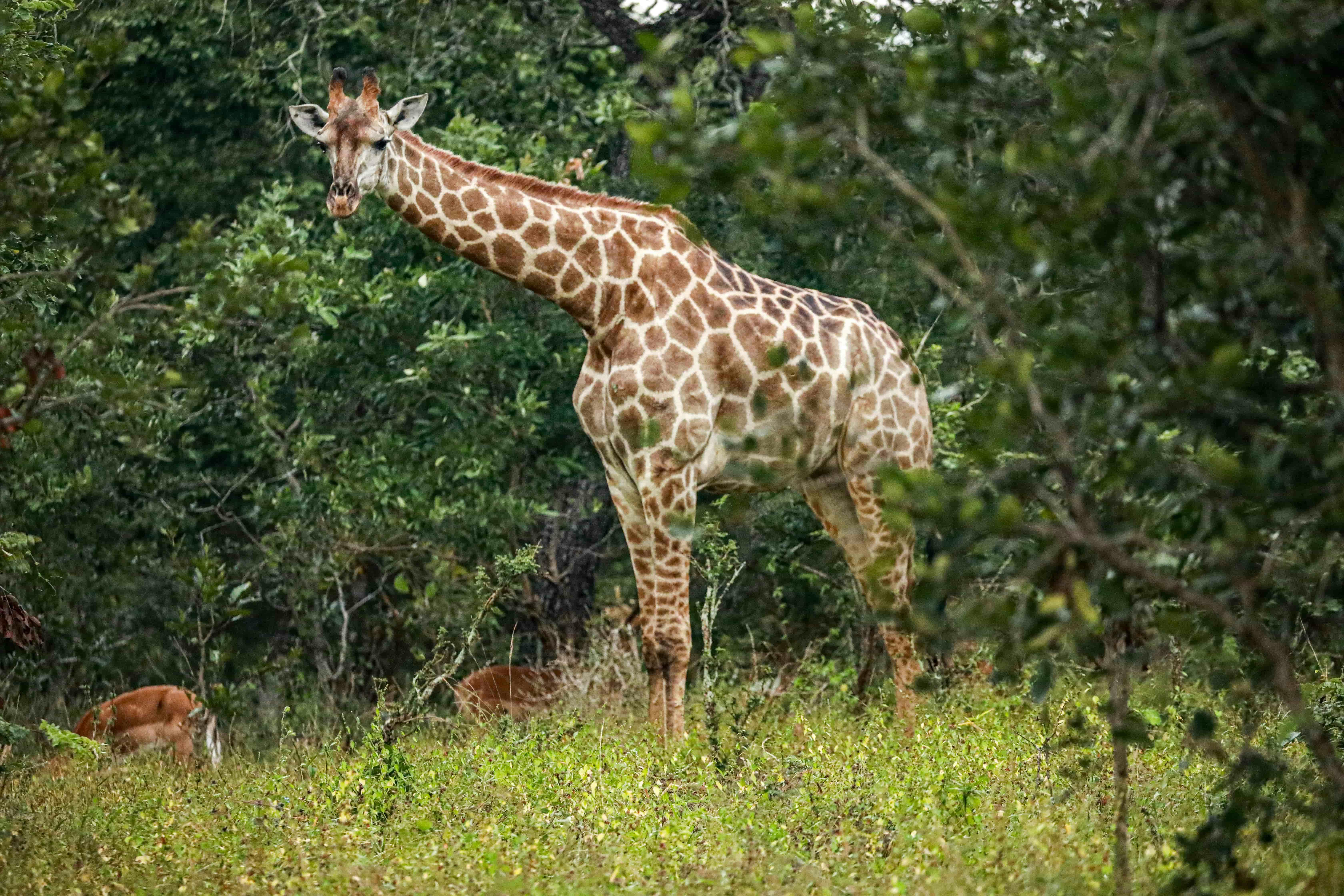 | Majete Wildlife Reserve