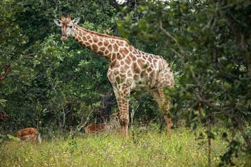 | Majete Wildlife Reserve