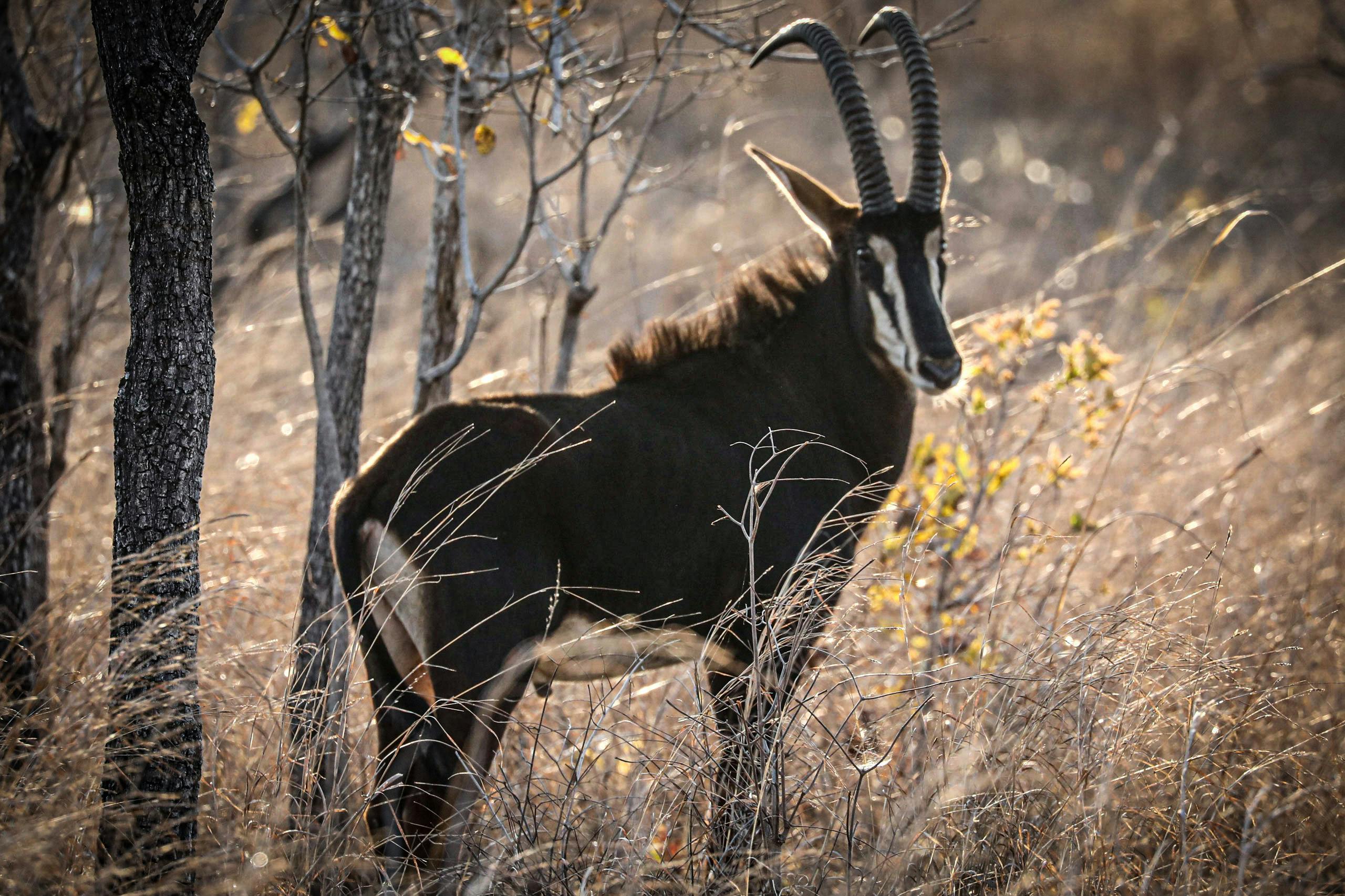 | Majete Wildlife Reserve