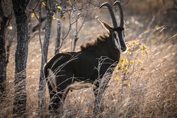 | Majete Wildlife Reserve