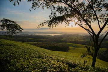 | Satemwa Tea Estate