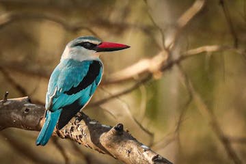 | Liwonde National Park