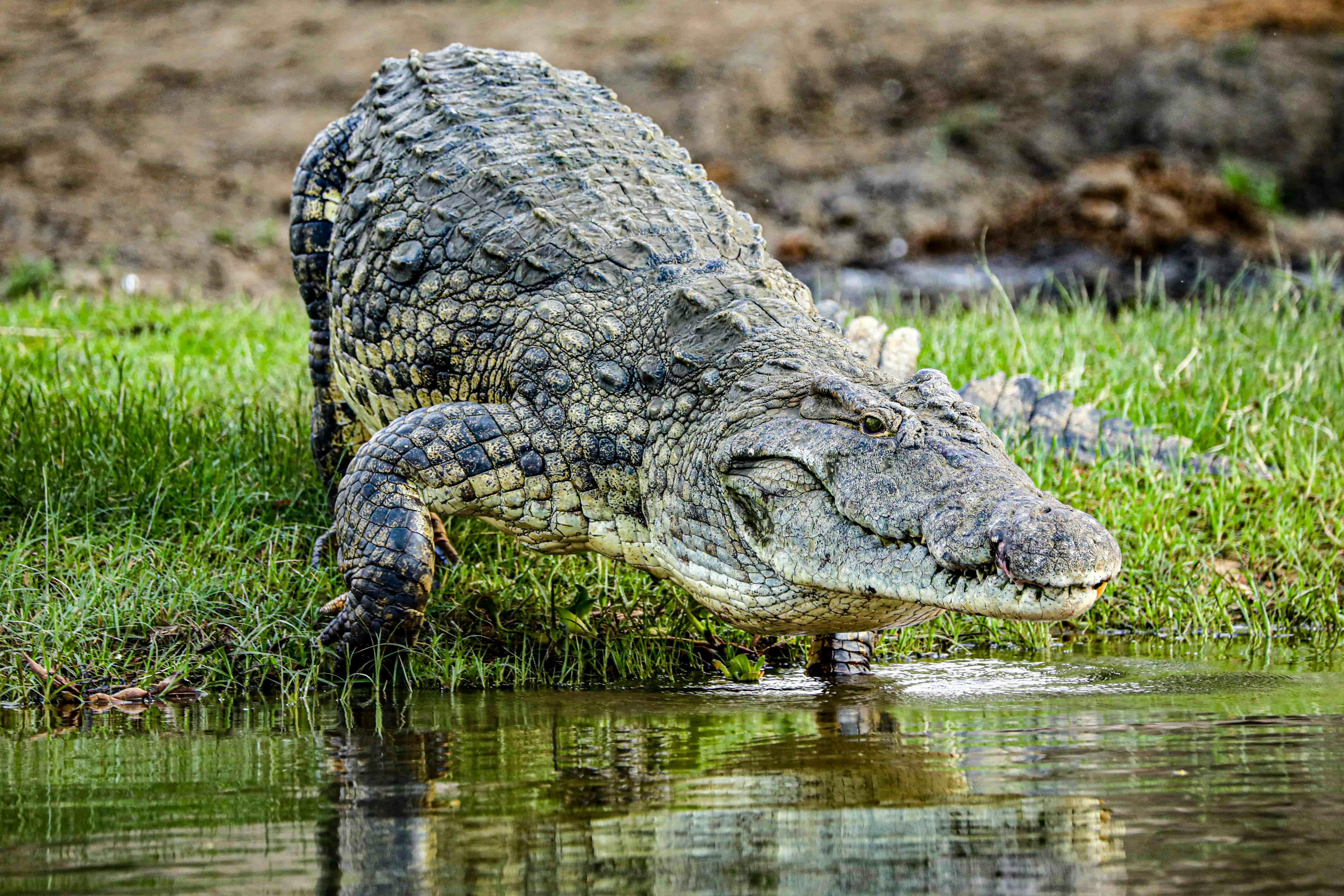 | Liwonde National Park