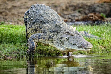 | Liwonde National Park