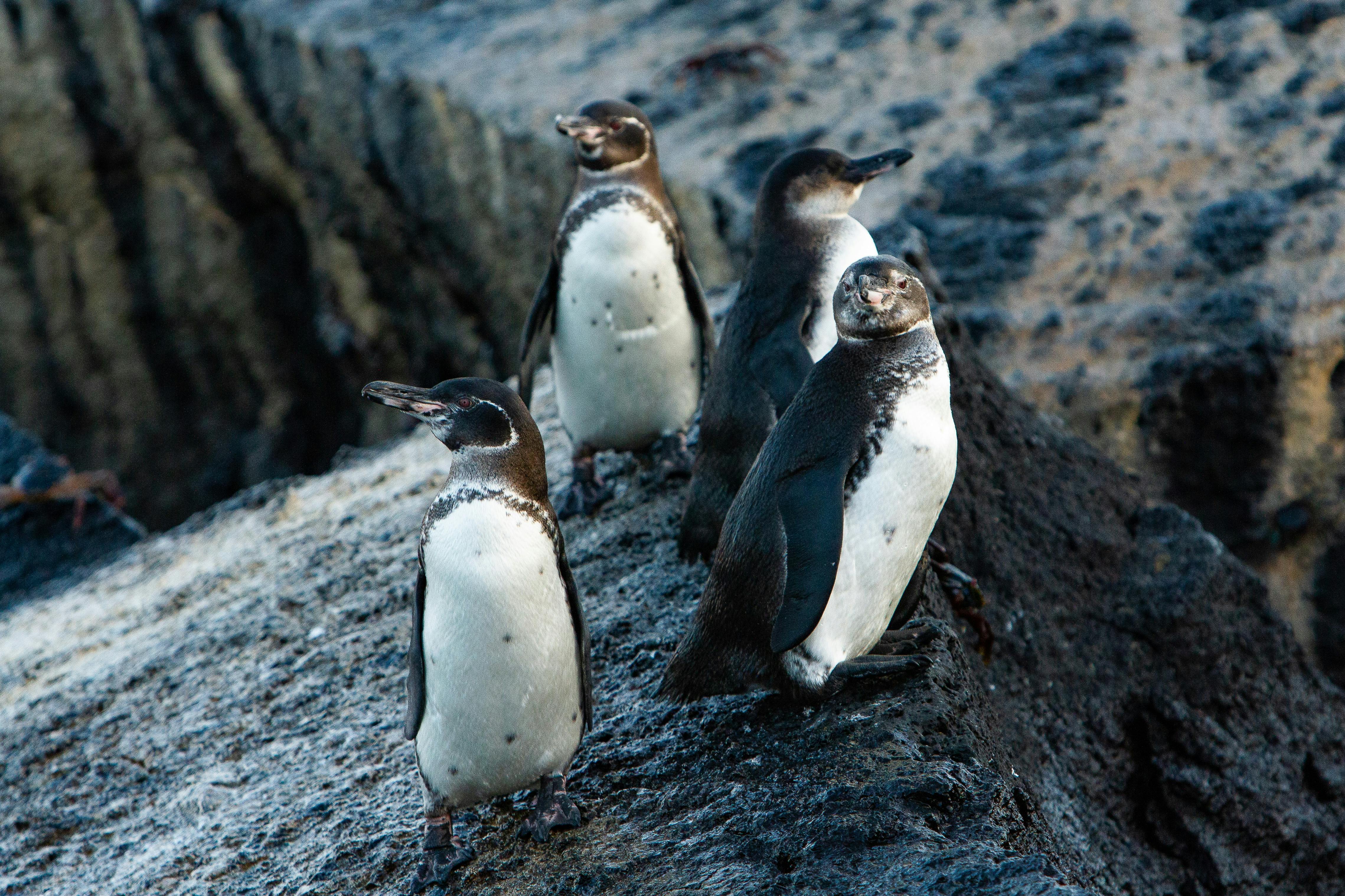 Floreana to Isabela Island 