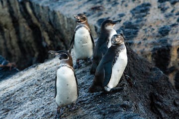 Floreana to Isabela Island 