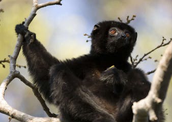 | 24 October 2025 | Andrafiamena-Andavakoera Protected Area