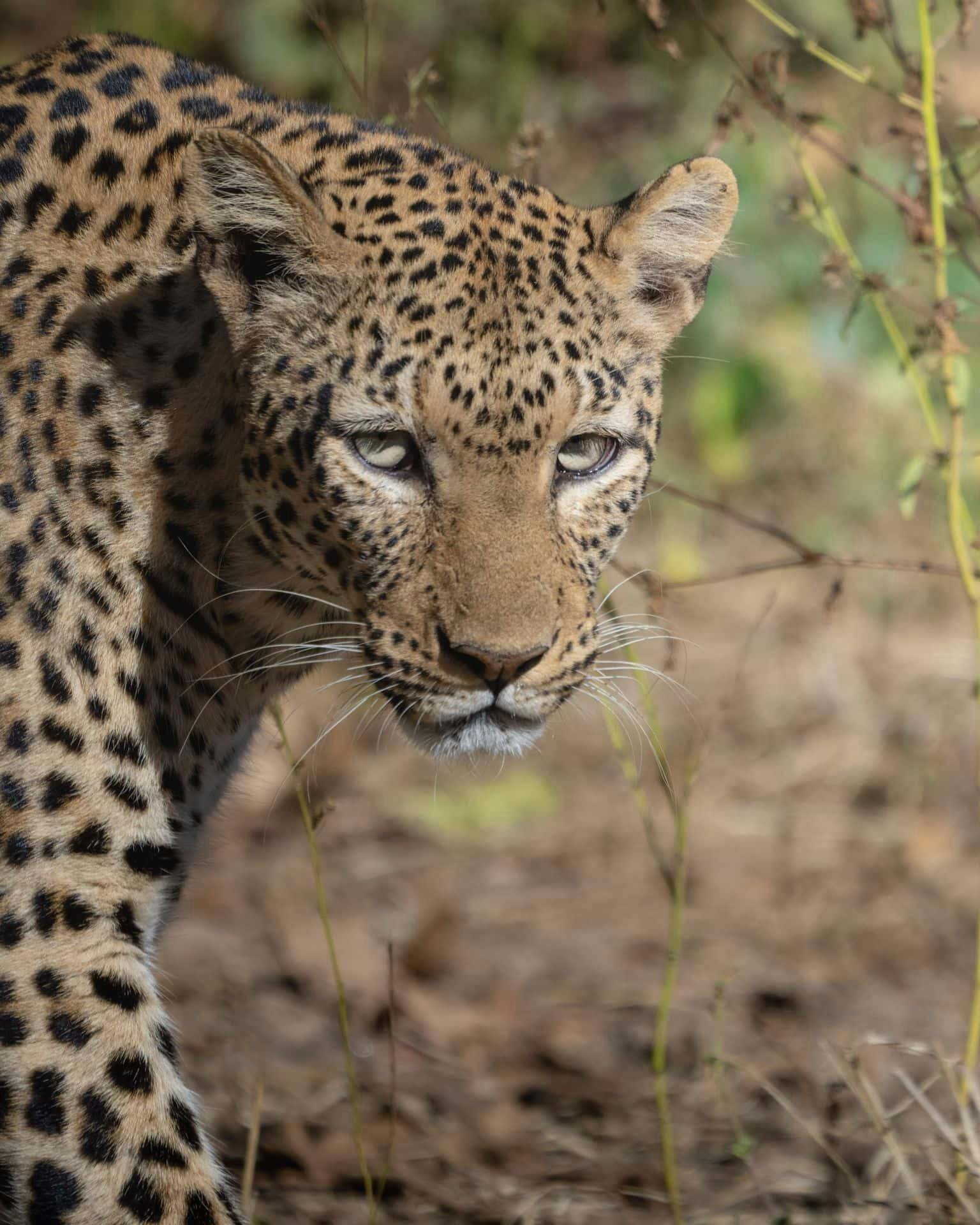 | Lower Zambezi National Park
