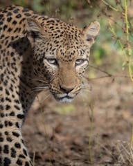 | Lower Zambezi National Park