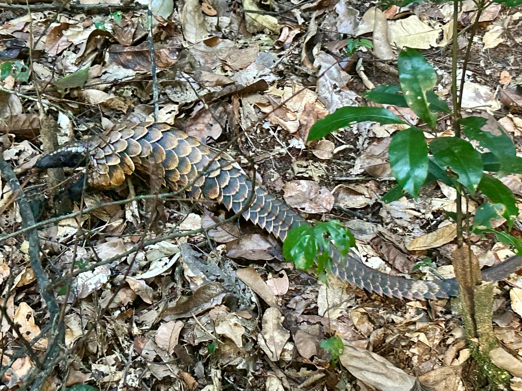 | Kakum National Park 