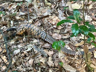 | Kakum National Park 