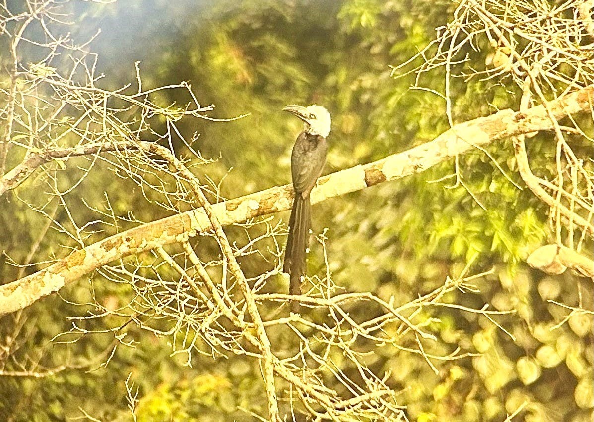 | Antikwaa, Kakum National Park