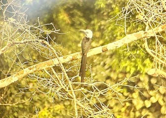 | Antikwaa, Kakum National Park