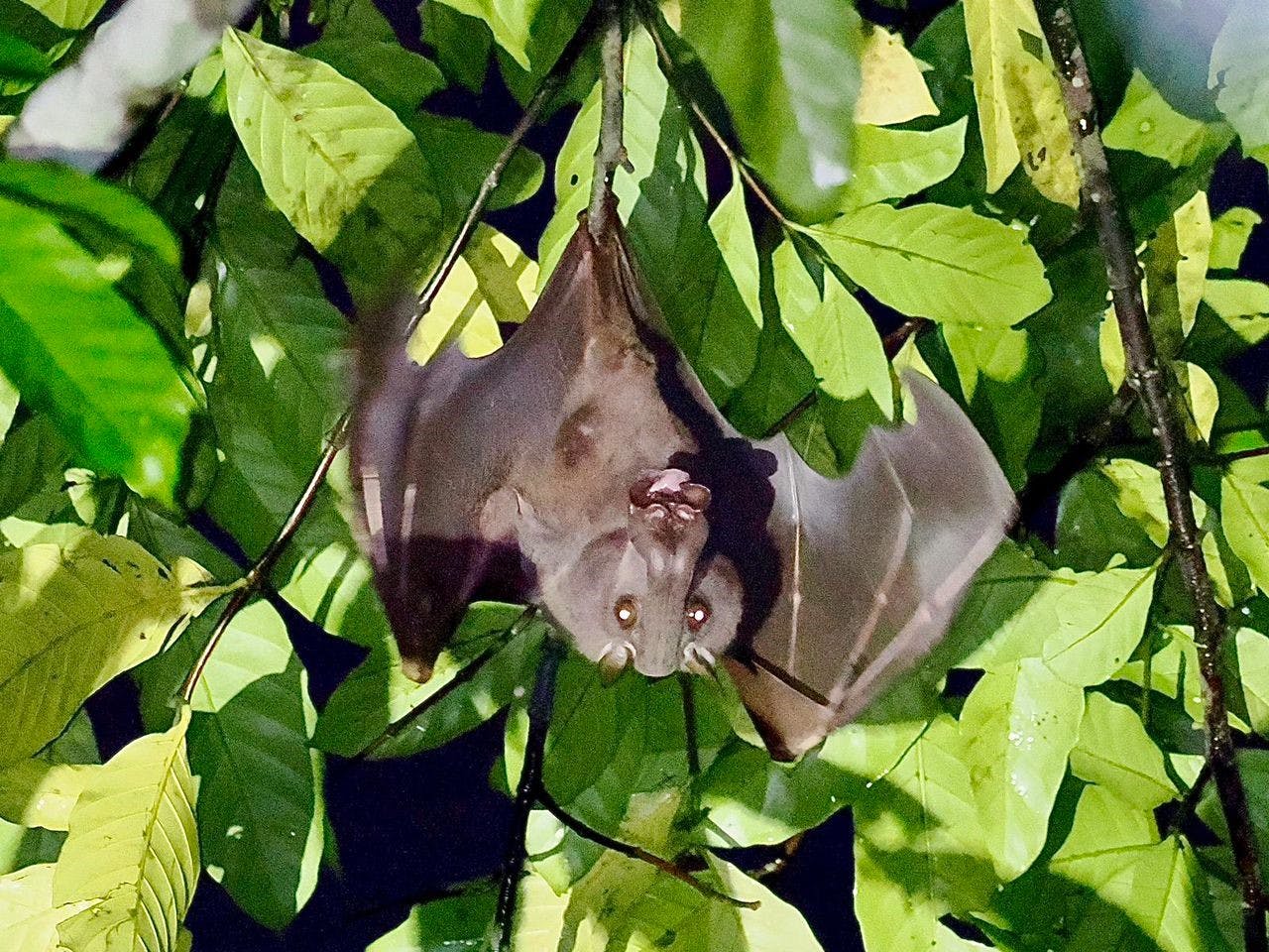 | Kakum National Park -  Ankasa Reserve