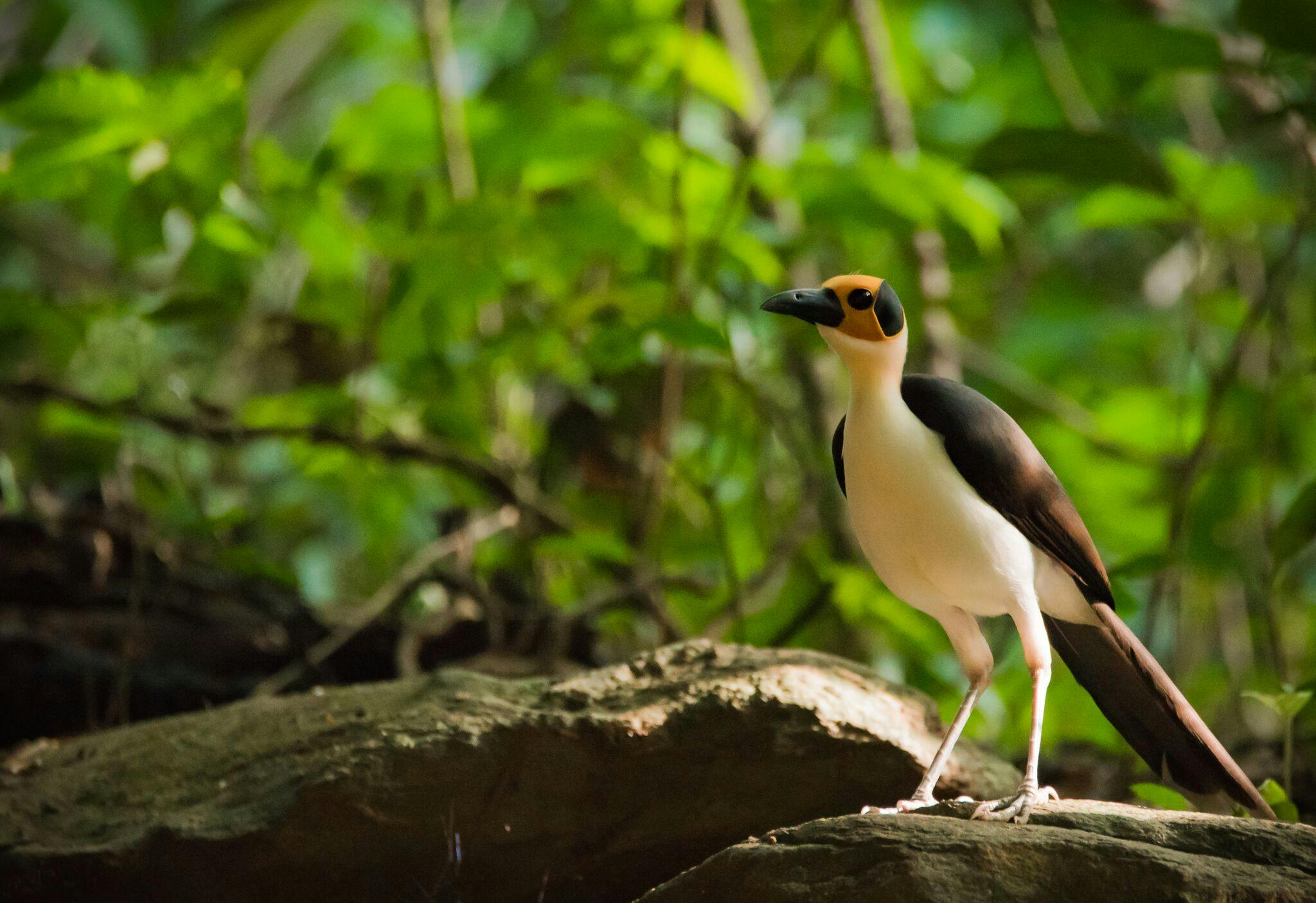 | Picathartes Forest