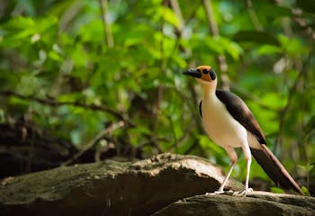 | Picathartes Forest