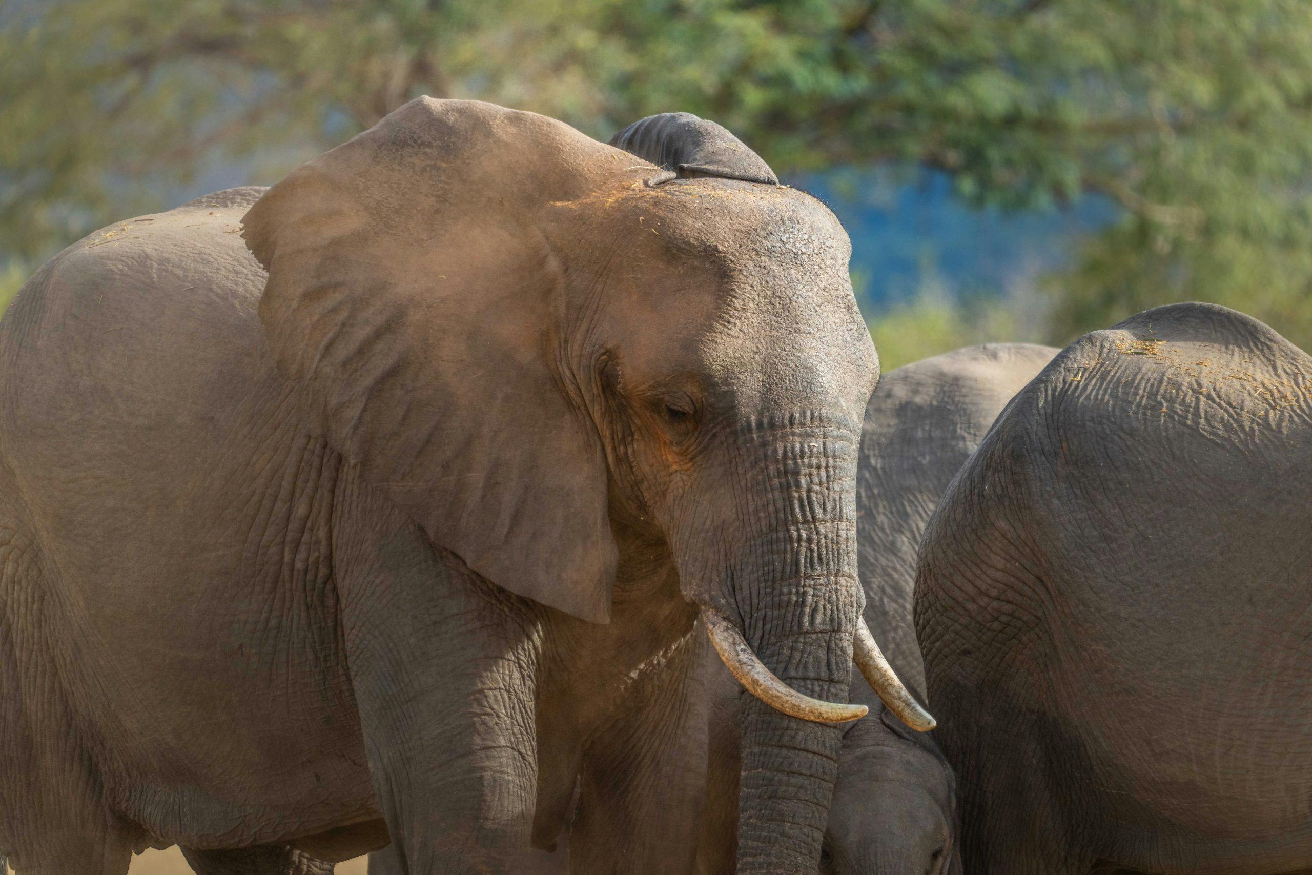Lower Zambezi National Park