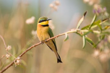 After an early breakfast, transfer to Chindeni