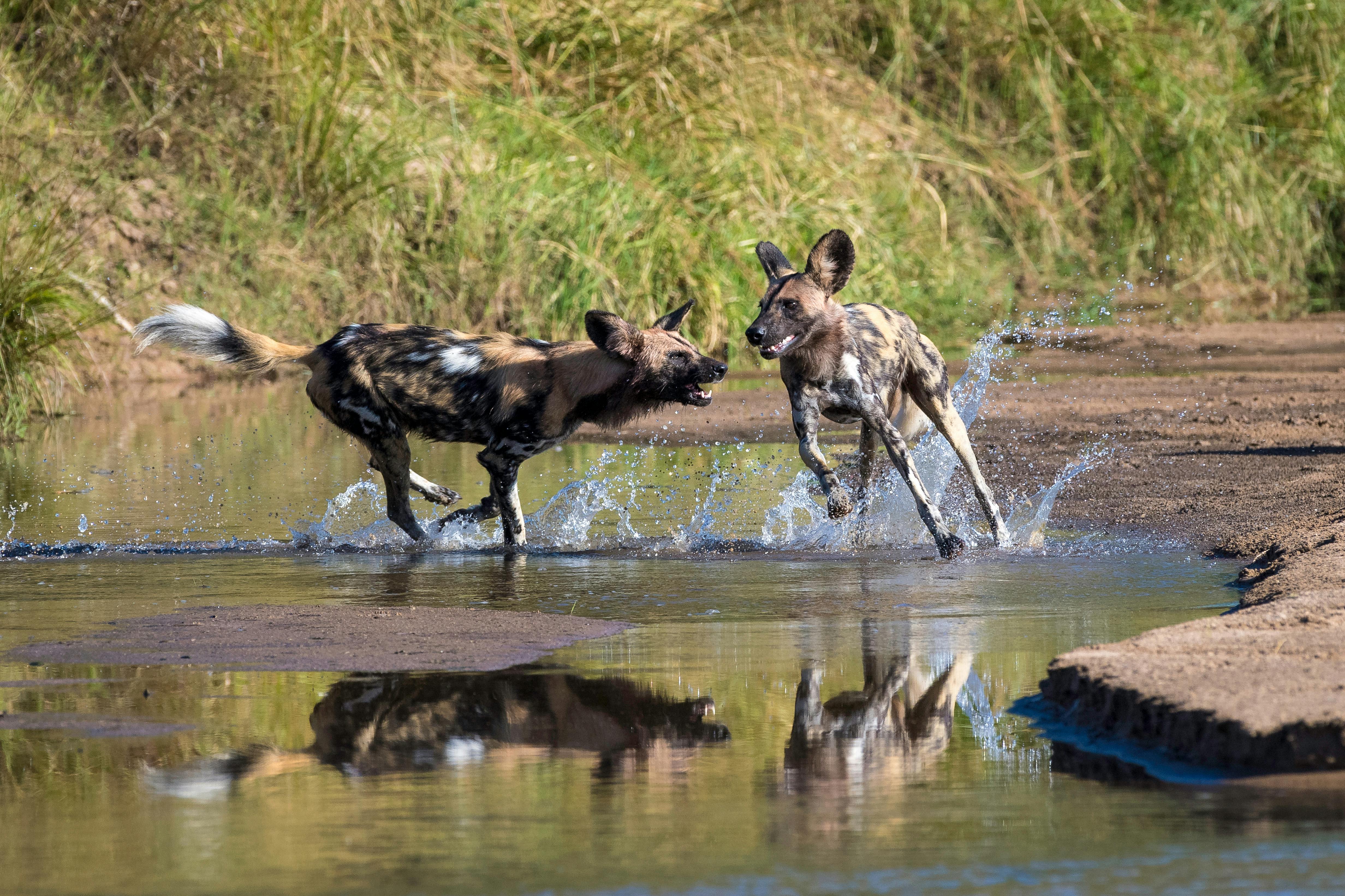 Game viewing in South Luangwa