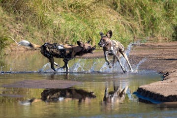 Game viewing in South Luangwa