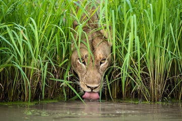 Game Viewing Kapamba