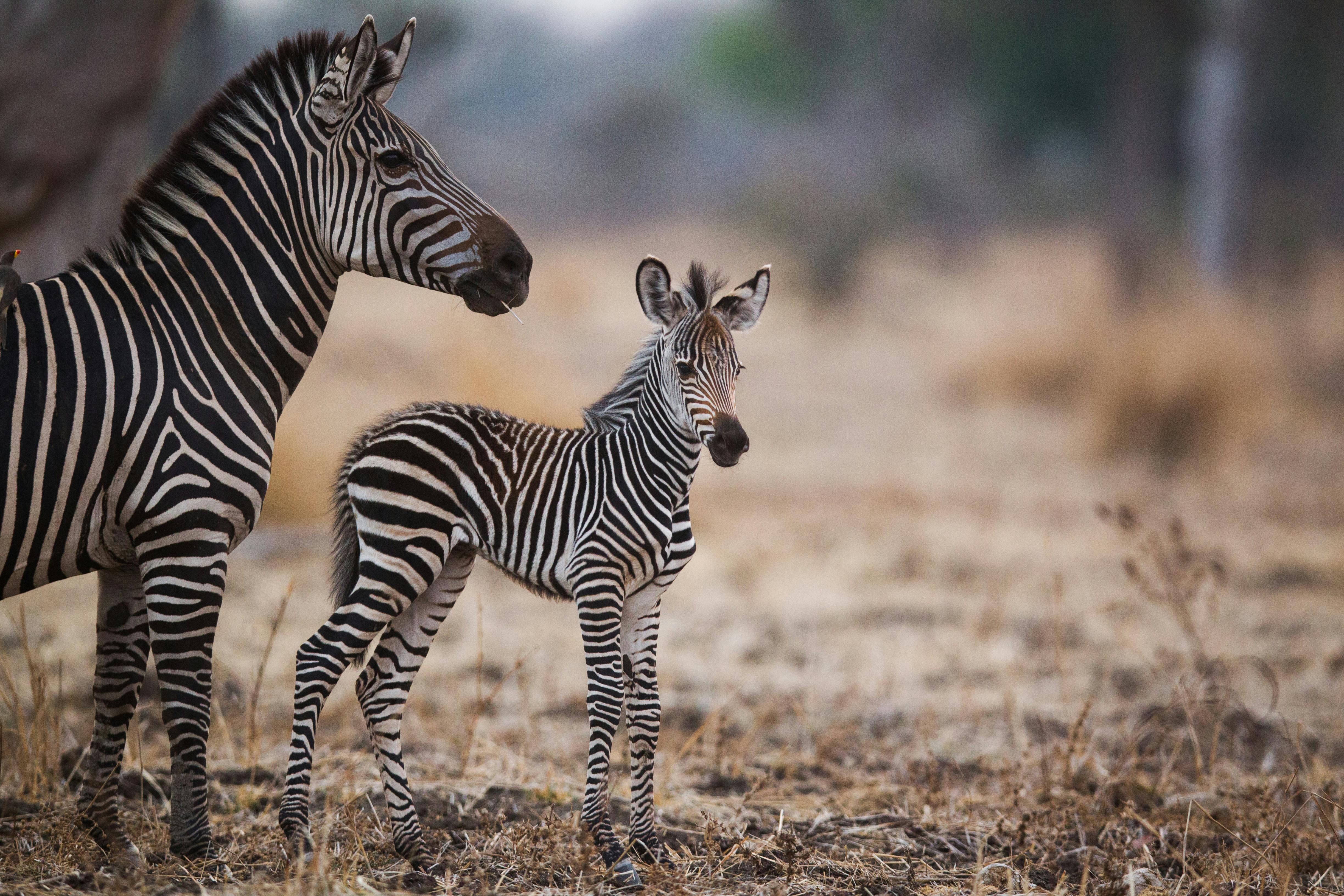 | Lusaka  – Mfuwe – South Luangwa