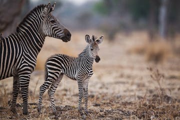 | Lusaka  – Mfuwe – South Luangwa