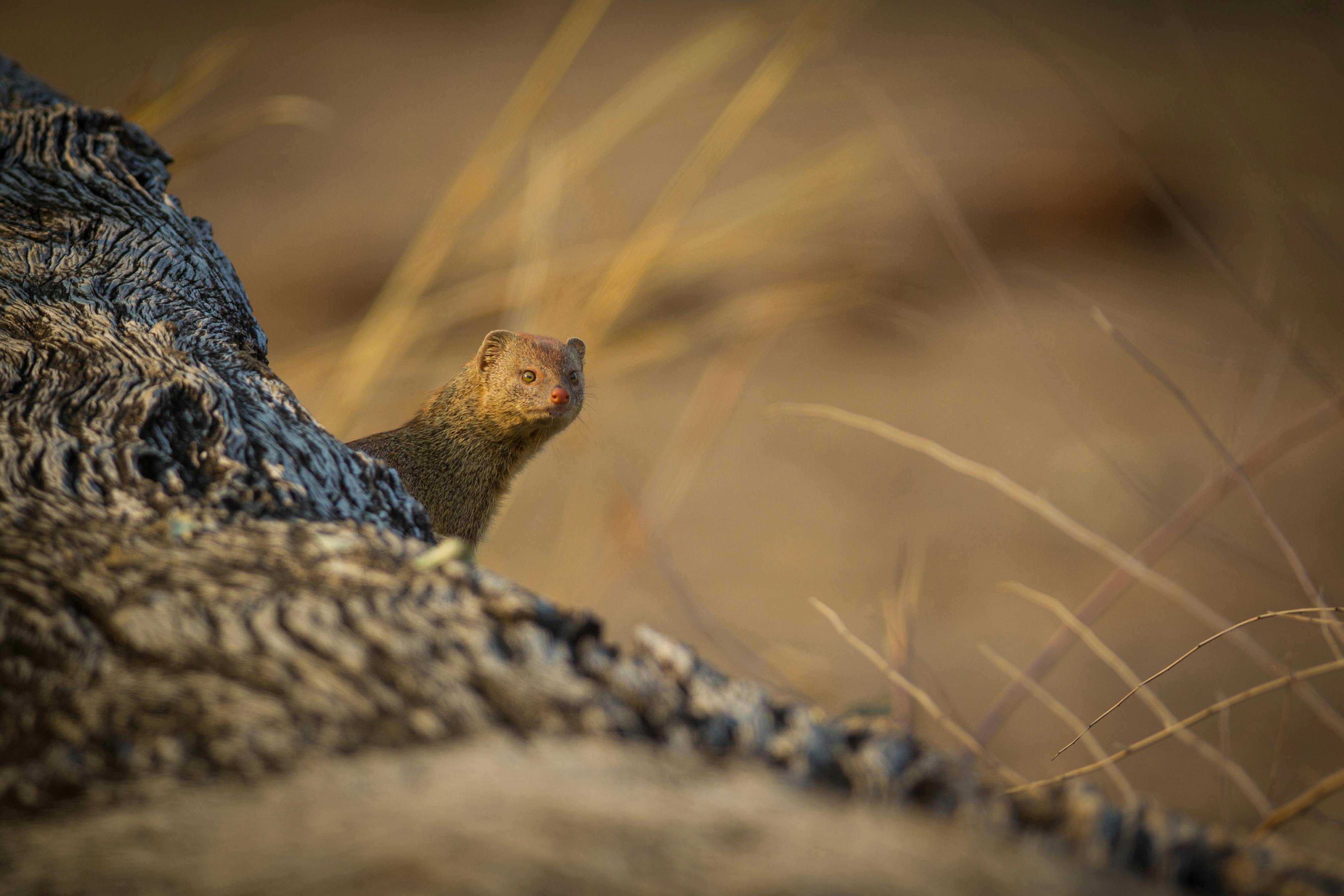 | Kakuli, South Luangwa