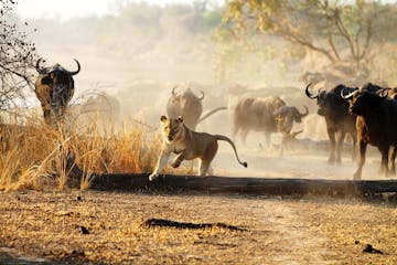 | Luwi Camp, South Luangwa