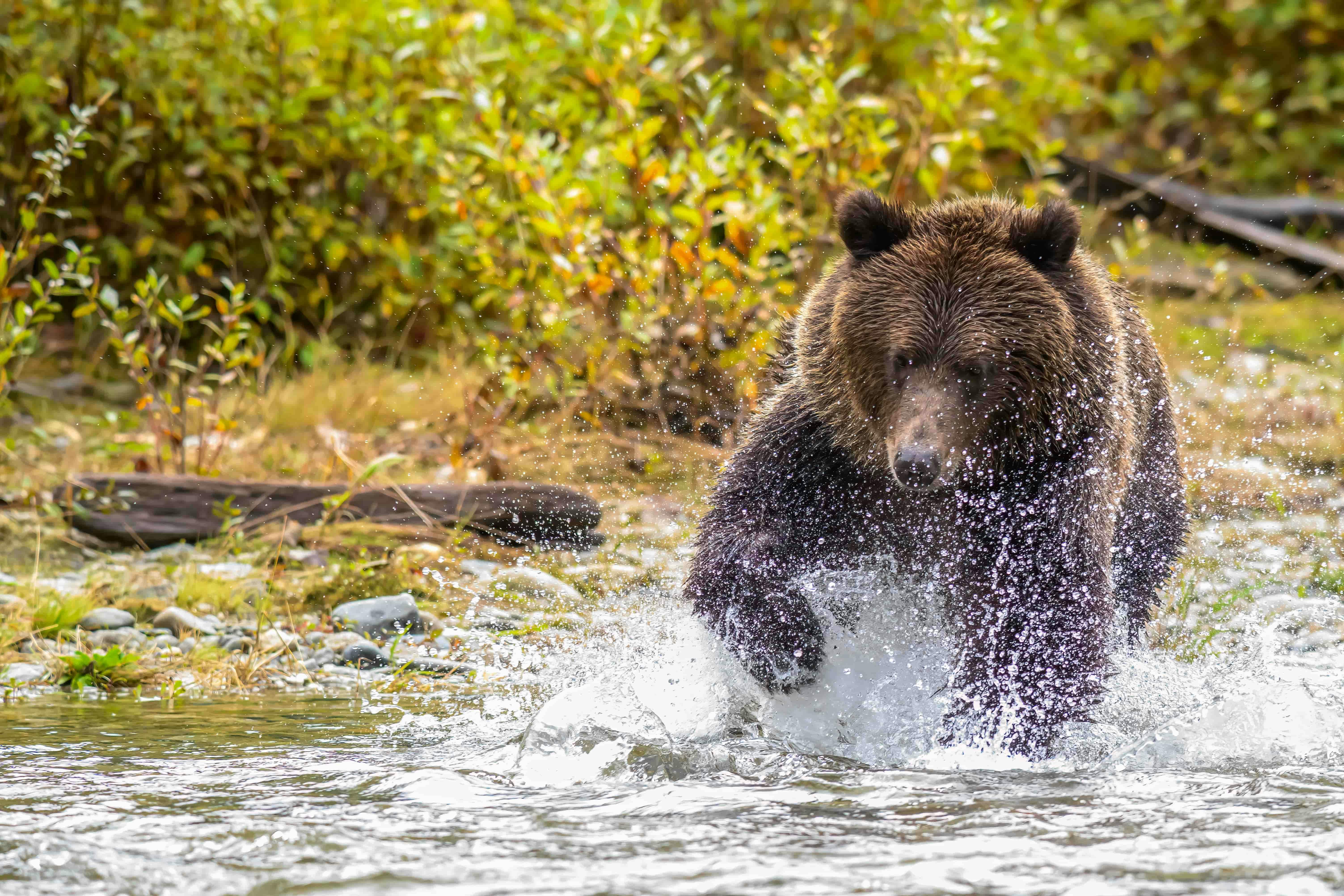 | Grizzly & Wildlife Tour