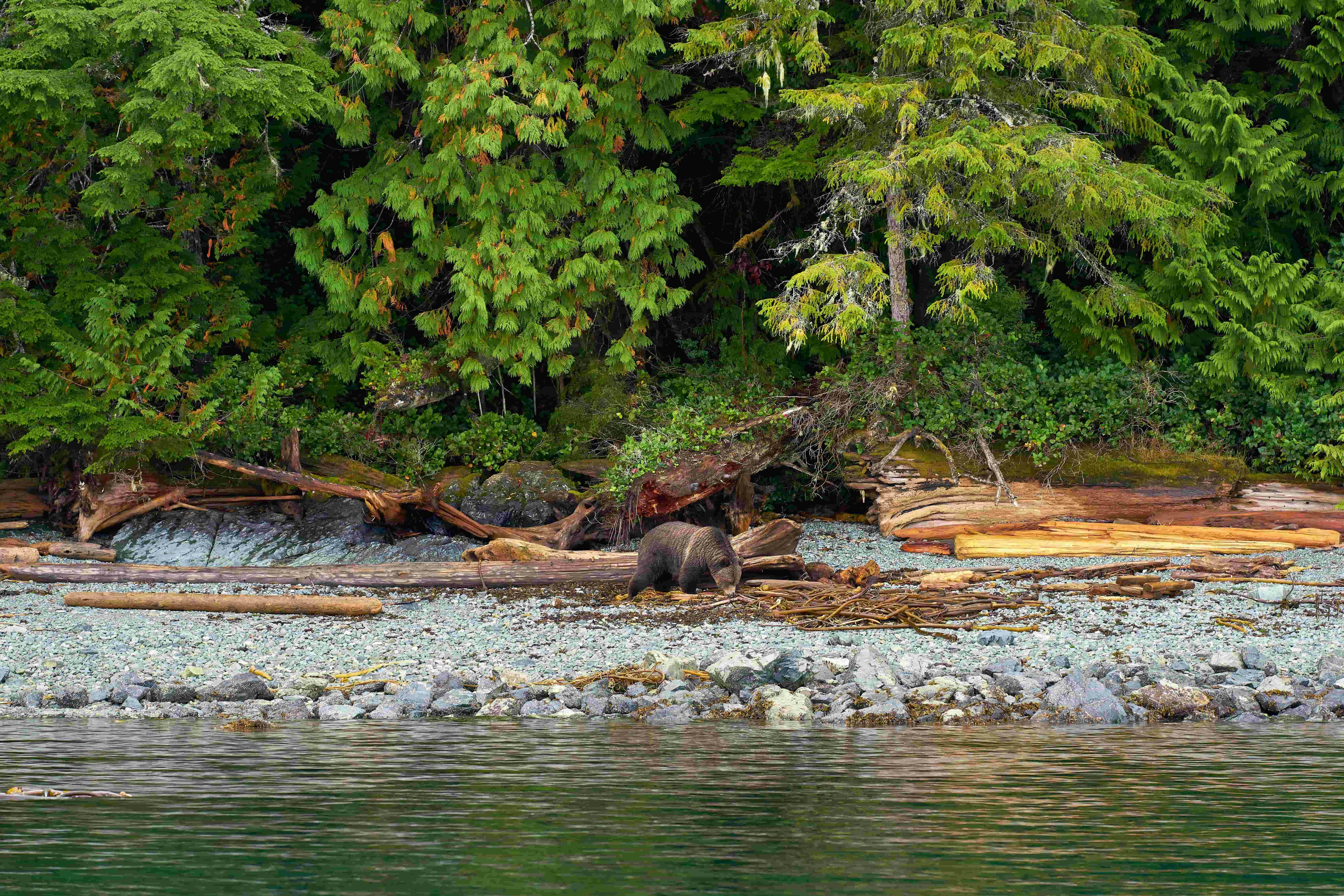 | Grizzly & Wildlife Tour