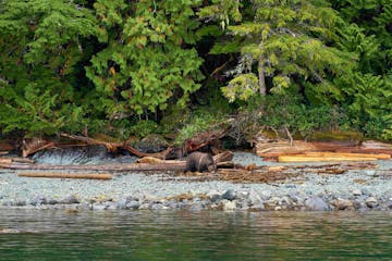 | Grizzly & Wildlife Tour