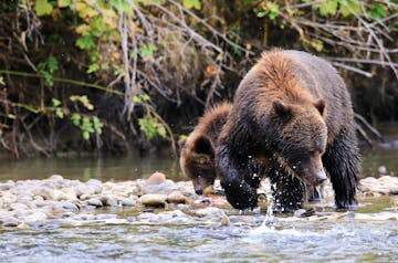 | Grizzly Bear Viewing in Tweedsmuir Park